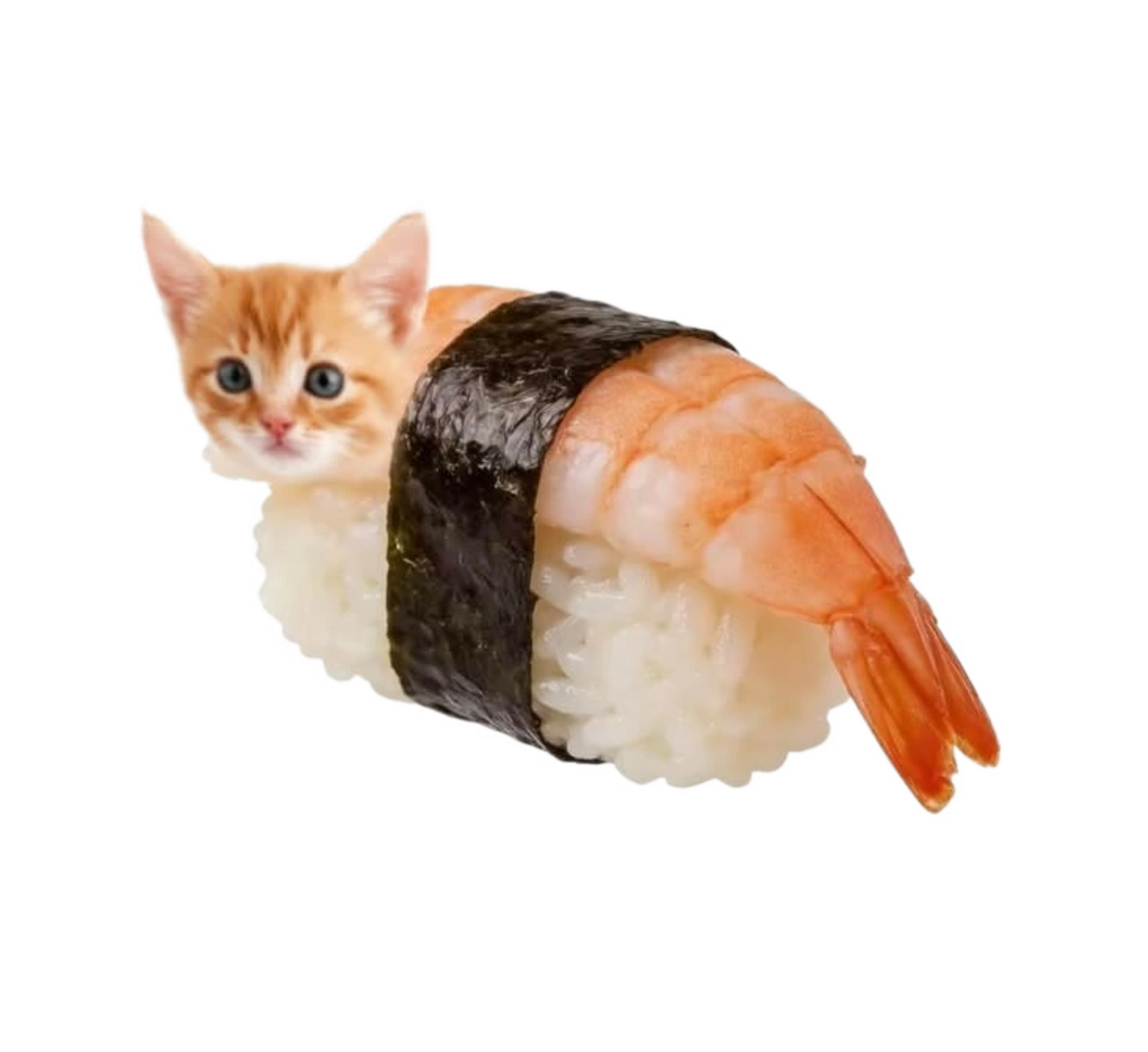 Sushi Cat